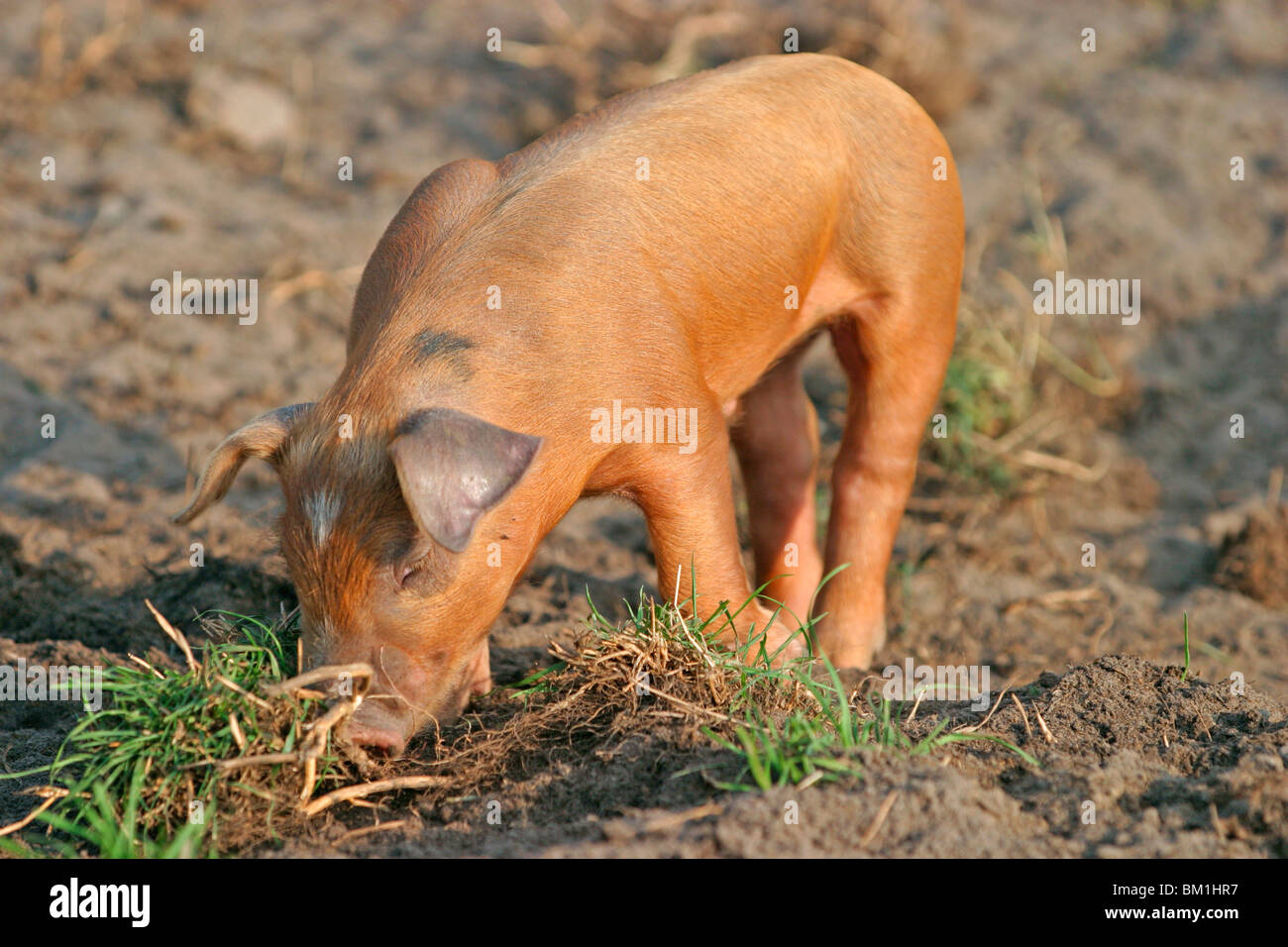 Schwein / pig Stock Photo