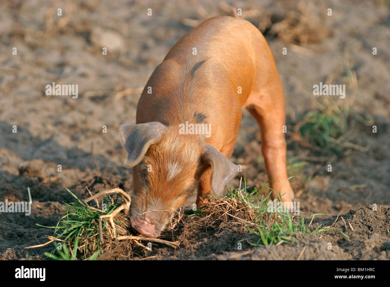 Schwein / pig Stock Photo