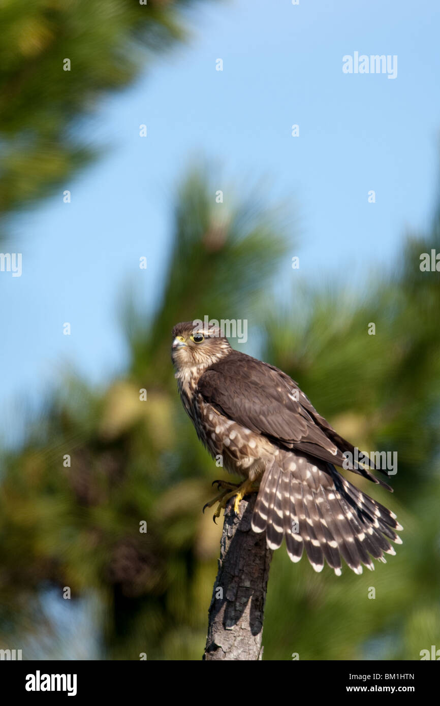 A Merlin displaying its tail feathers Stock Photo