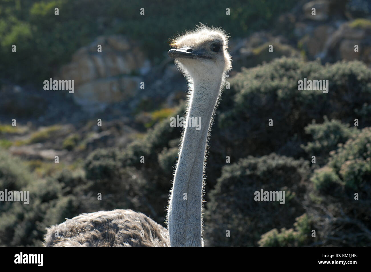Ostrich Stock Photo