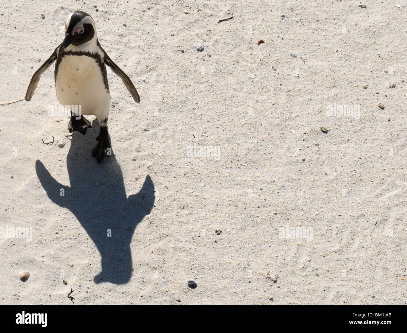 Walking Pinguin, looking at his shadow Stock Photo