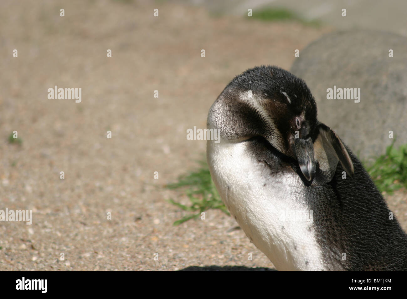 sich putzender Pinguin / cleaning penguin Stock Photo