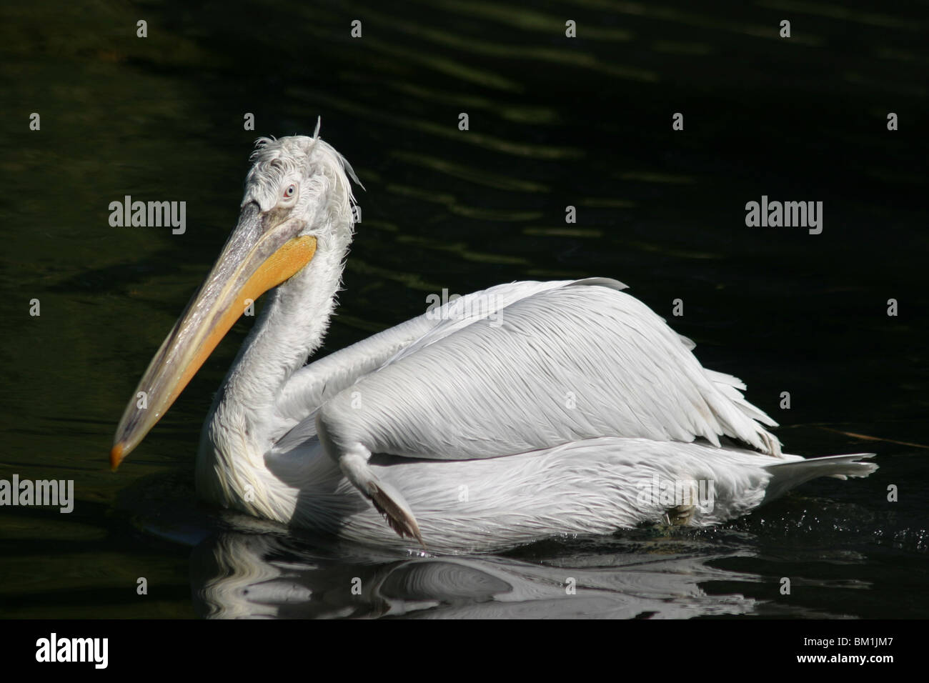 Pelikan / pelican Stock Photo