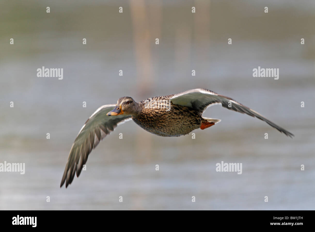 Female Mallard duck in flight Stock Photo