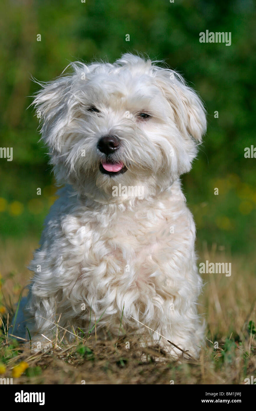 Kleiner hund hi-res stock photography and images - Page 16 - Alamy