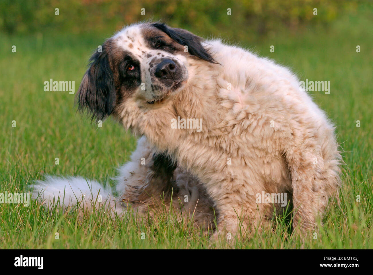 Moskauer Wachhund / moscow watchdog Stock Photo