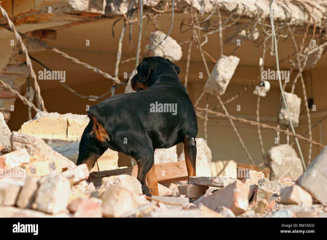 Rettungshund beim Training / rescue dog Stock Photo Alamy