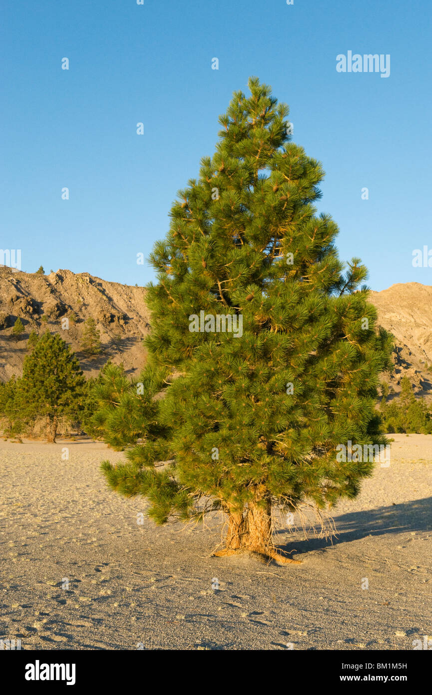 Jeffrey Pine (Pinus Jeffreyi) Growing in Pumice field, ca. 7000 feet, Mono Craters, California USA Stock Photo