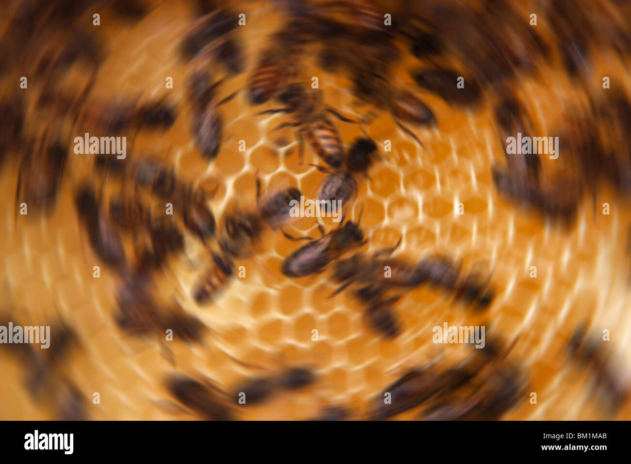 Honey bees apis mellifica hi-res stock photography and images - Alamy