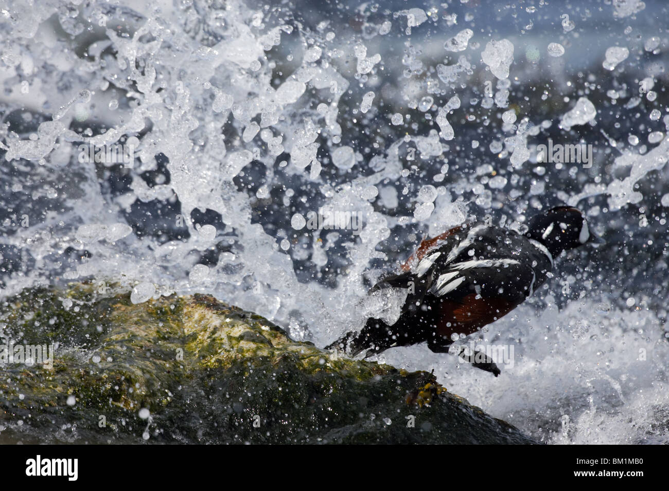 Male Harlequin Duck dives into the ocean as the surf breaks on rocks where he was standing Stock Photo