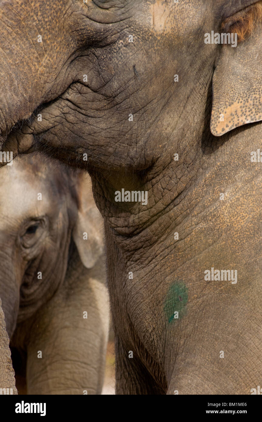 Unusual image of two Indian elephants Stock Photo