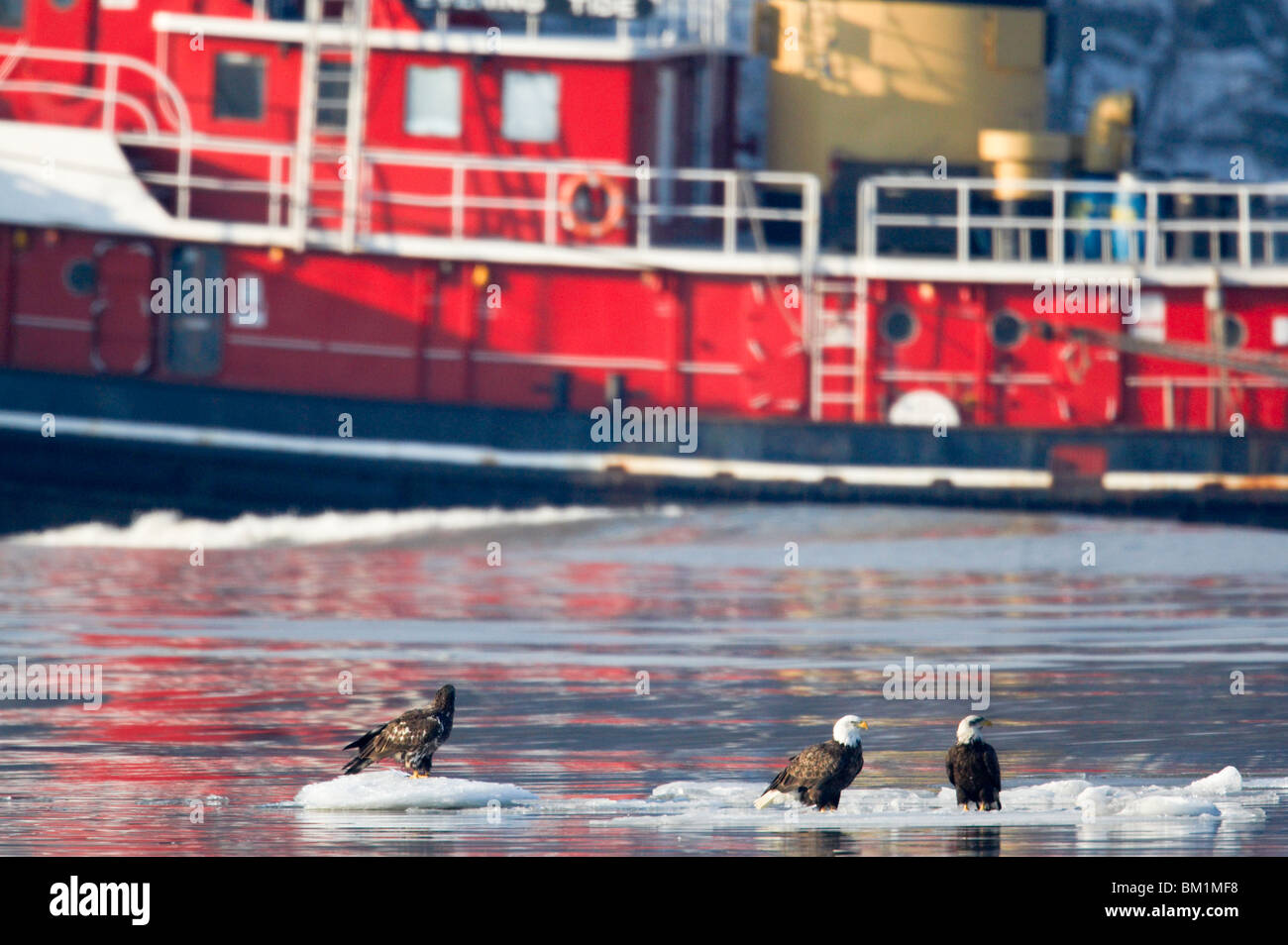 Bald Eagles float down the Hudson River on ice floes as a red tugboat glides past. Stock Photo