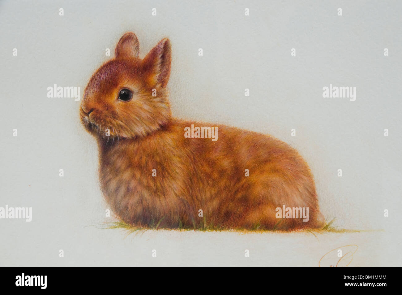 Rabbit for painting hi-res stock photography and images - Alamy