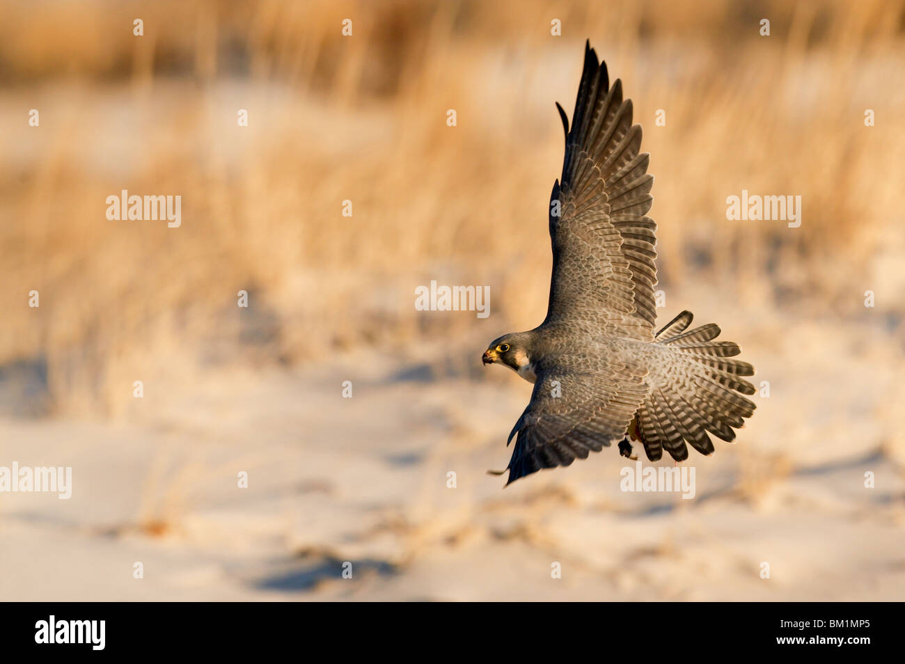 Peregrine Falcon hunting on the beach at dawn in winter Stock Photo