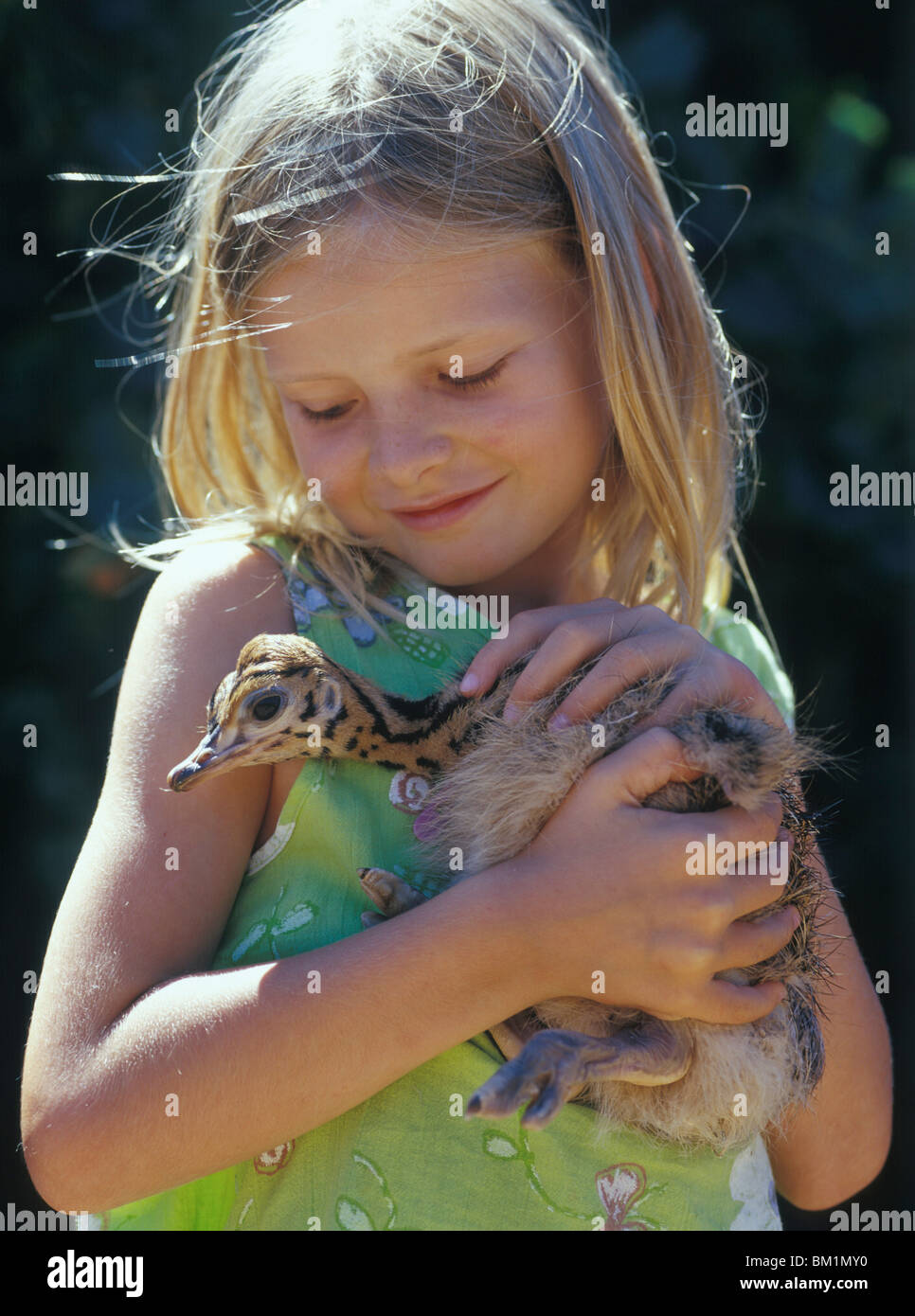 Girl 7 yrs holding baby ostrich in arms ostrich Struthio camelus is large flightless bird native to Africa SOUTH AFRICA Cape Stock Photo