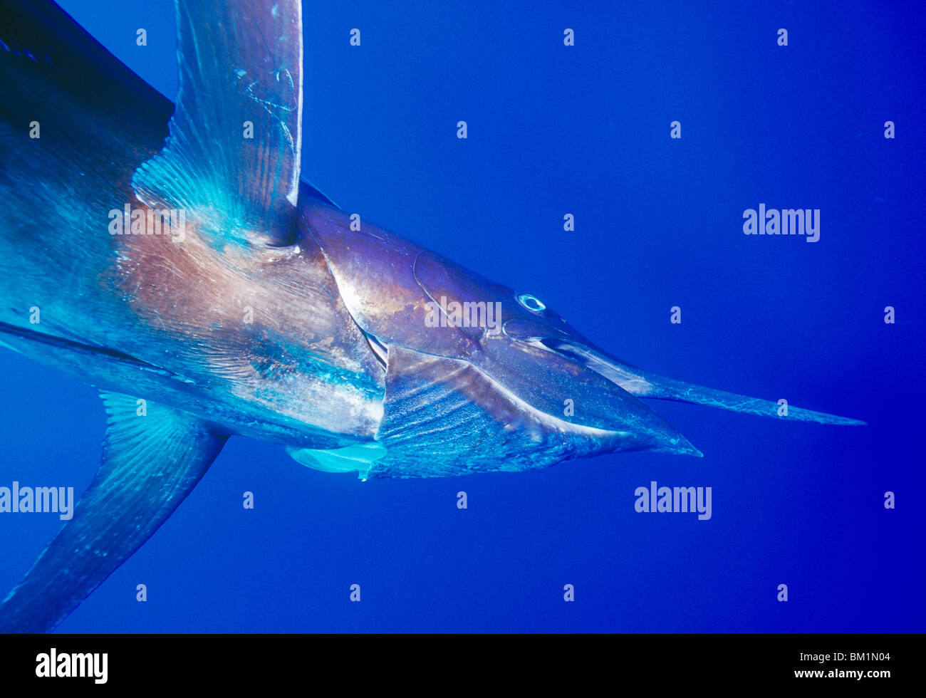 Blue Marlin Makaira nigricans 500 pounds  Big Island Hawaii Stock Photo