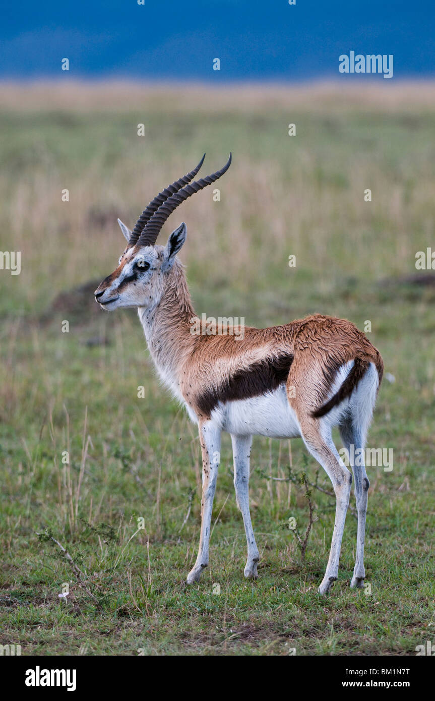Thomson gazelle (Gazella thomsoni), Masai Mara National Reserve, Kenya ...