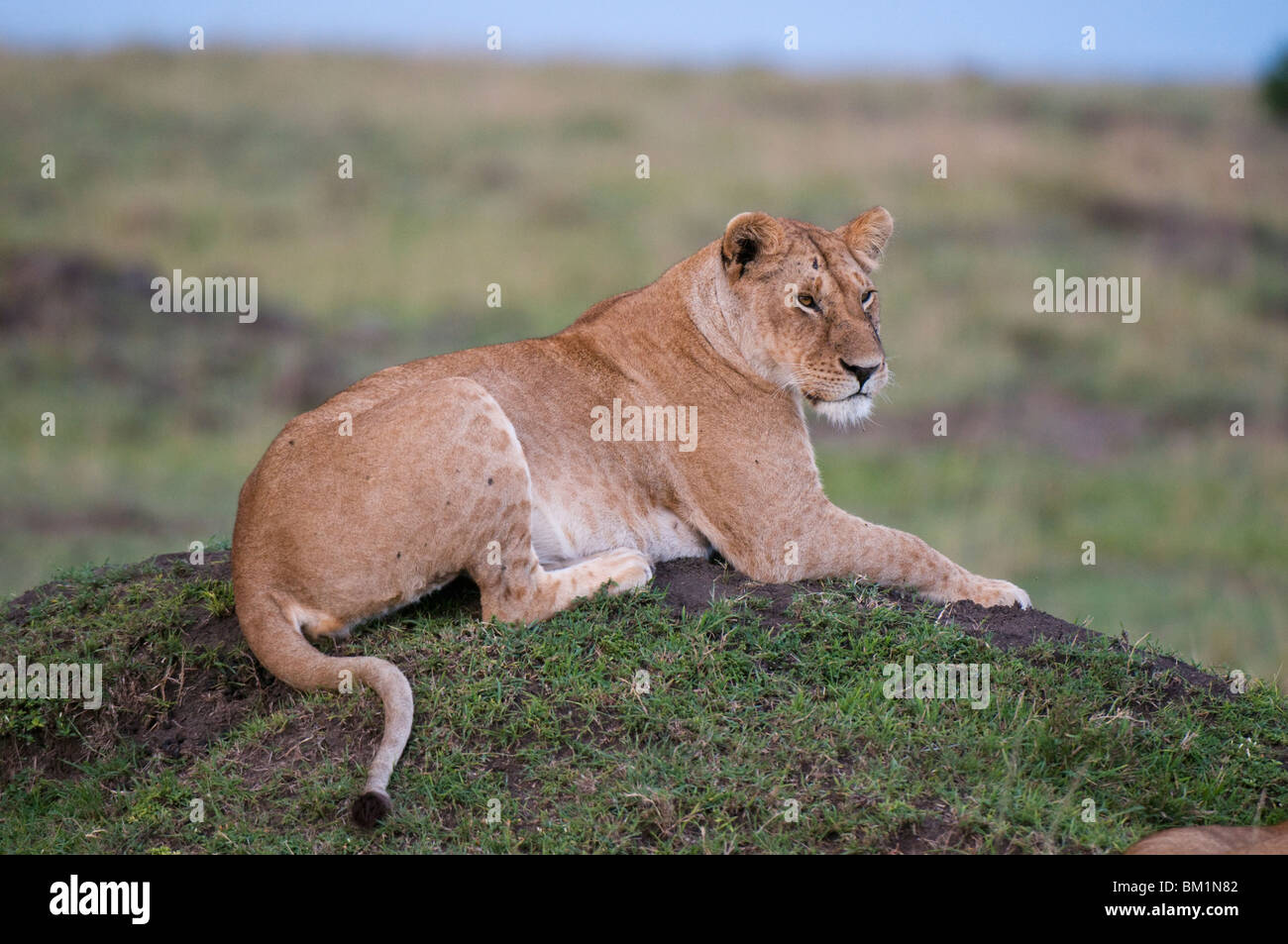 Lioness (Panthera leo), Masai Mara National Reserve, Kenya, East Africa, Africa Stock Photo