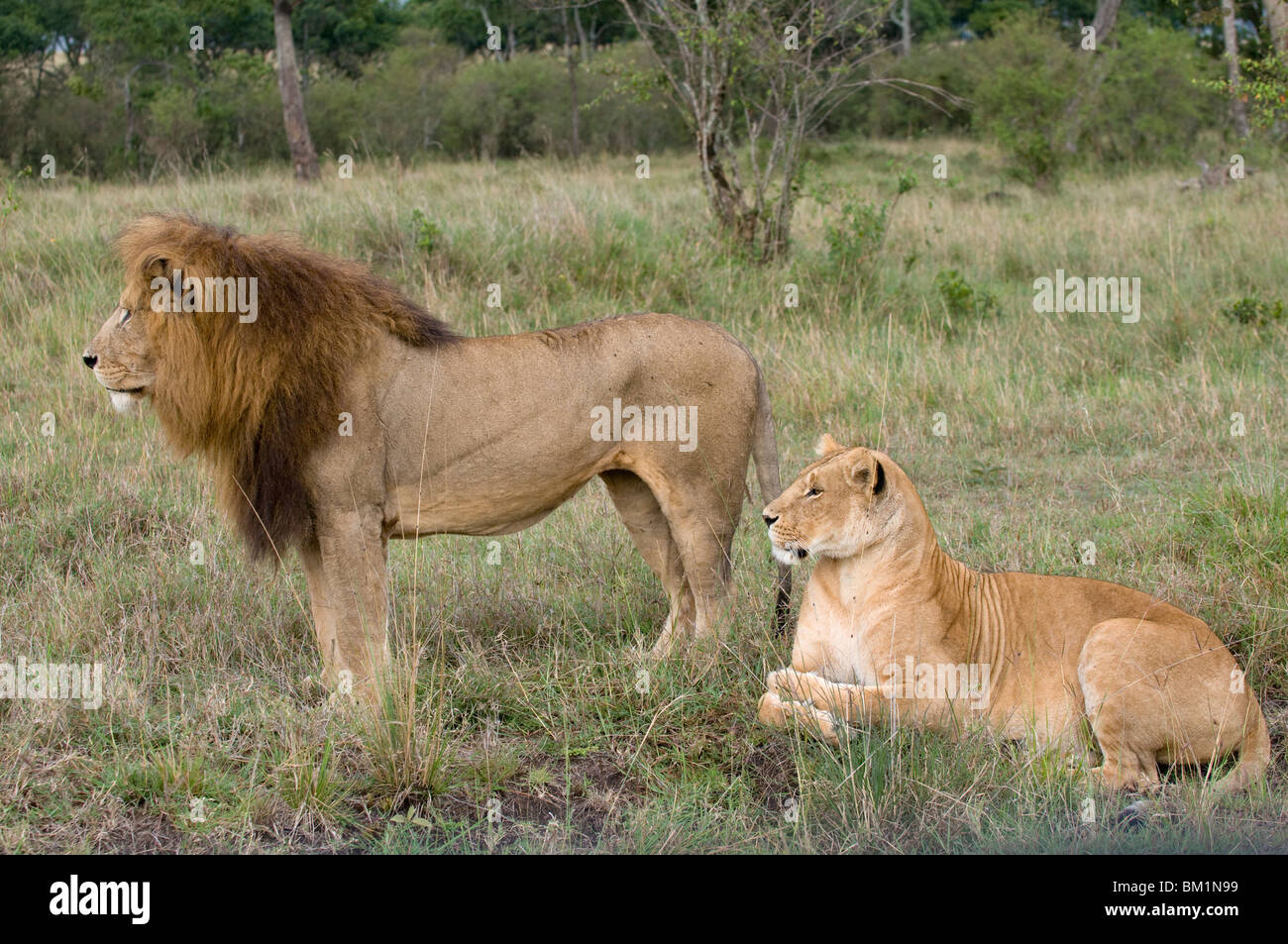 Lioness sitting side view hi-res stock photography and images - Alamy