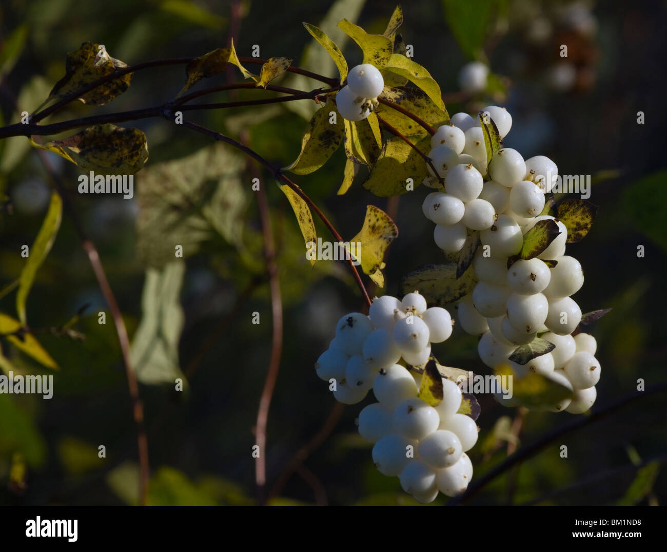 Symphoricarpos x doorenbosii (White Hedge or snow-berry) in autumn colors Stock Photo