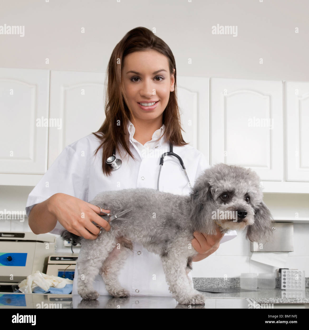 Female vet cutting a dog's hair Stock Photo Alamy