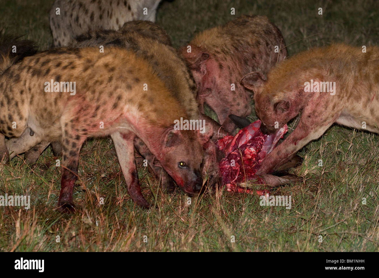 Spotted hyaena eating wildebeest kill (Crocuta crocuta), Masai Mara National Reserve, Kenya, East Africa, Africa Stock Photo