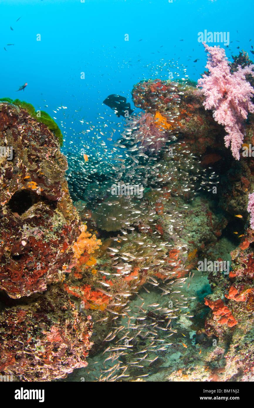 scuba diving at Similan Islands Underwater Park Thailand SE Asia Stock