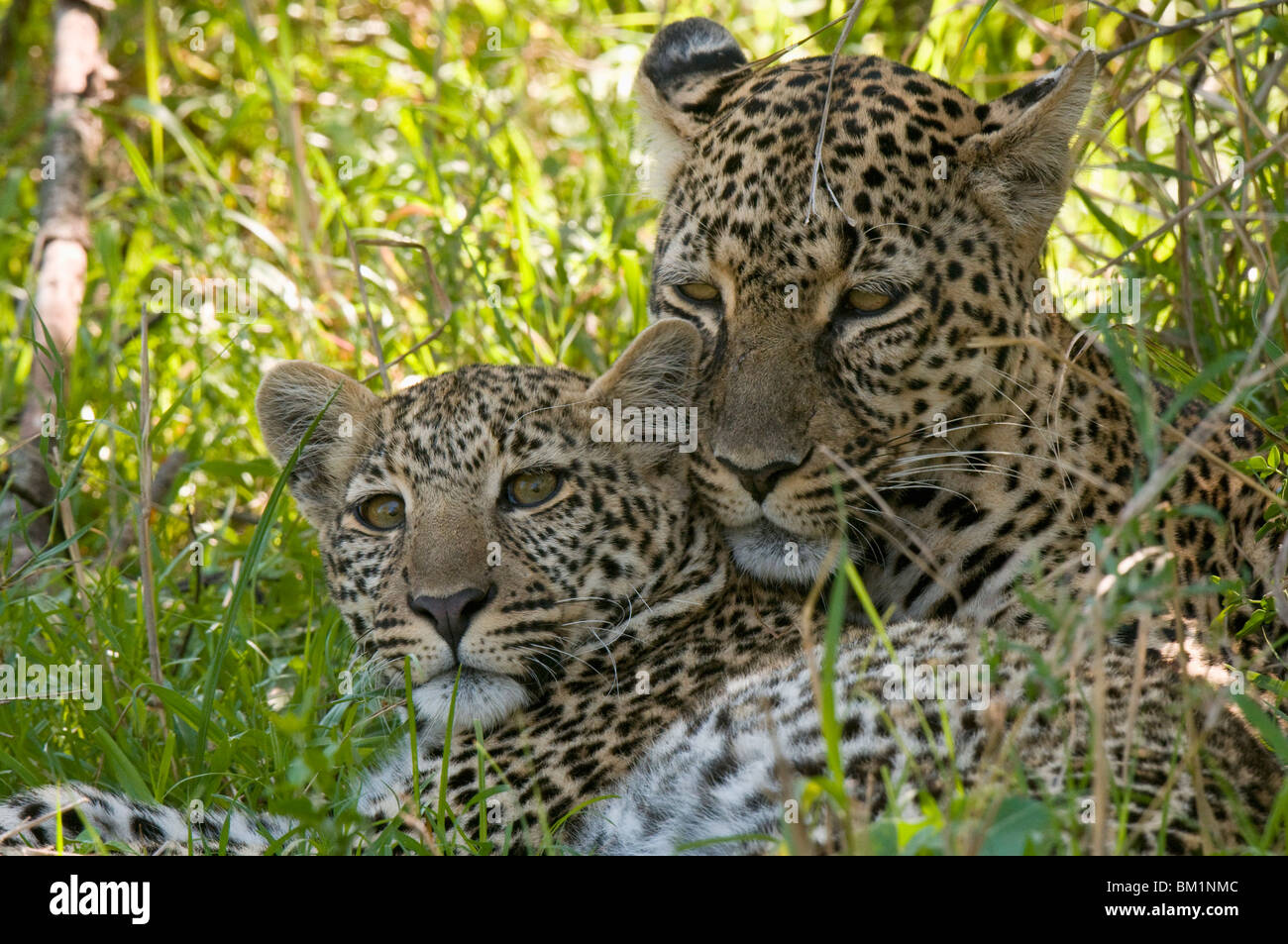 Leopards (Panthera pardus), Masai Mara National Reserve, Kenya, East Africa, Africa Stock Photo