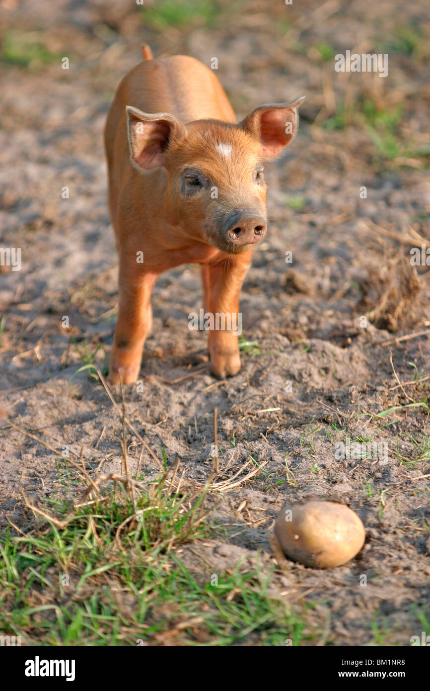 Schwein / pig Stock Photo
