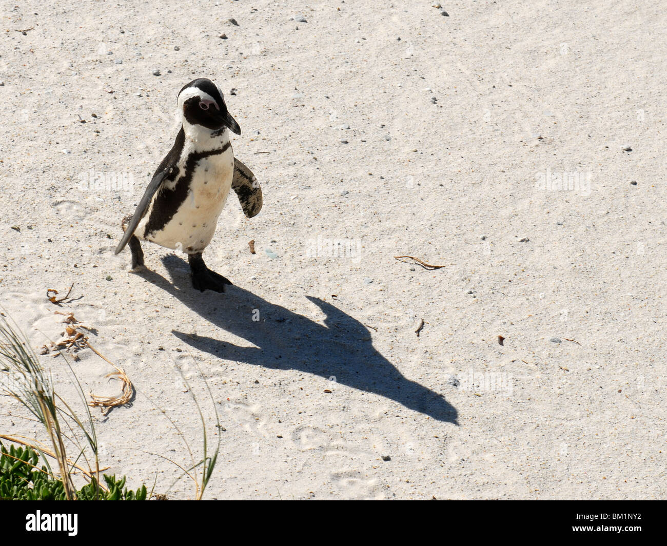 Walking Pinguin Stock Photo