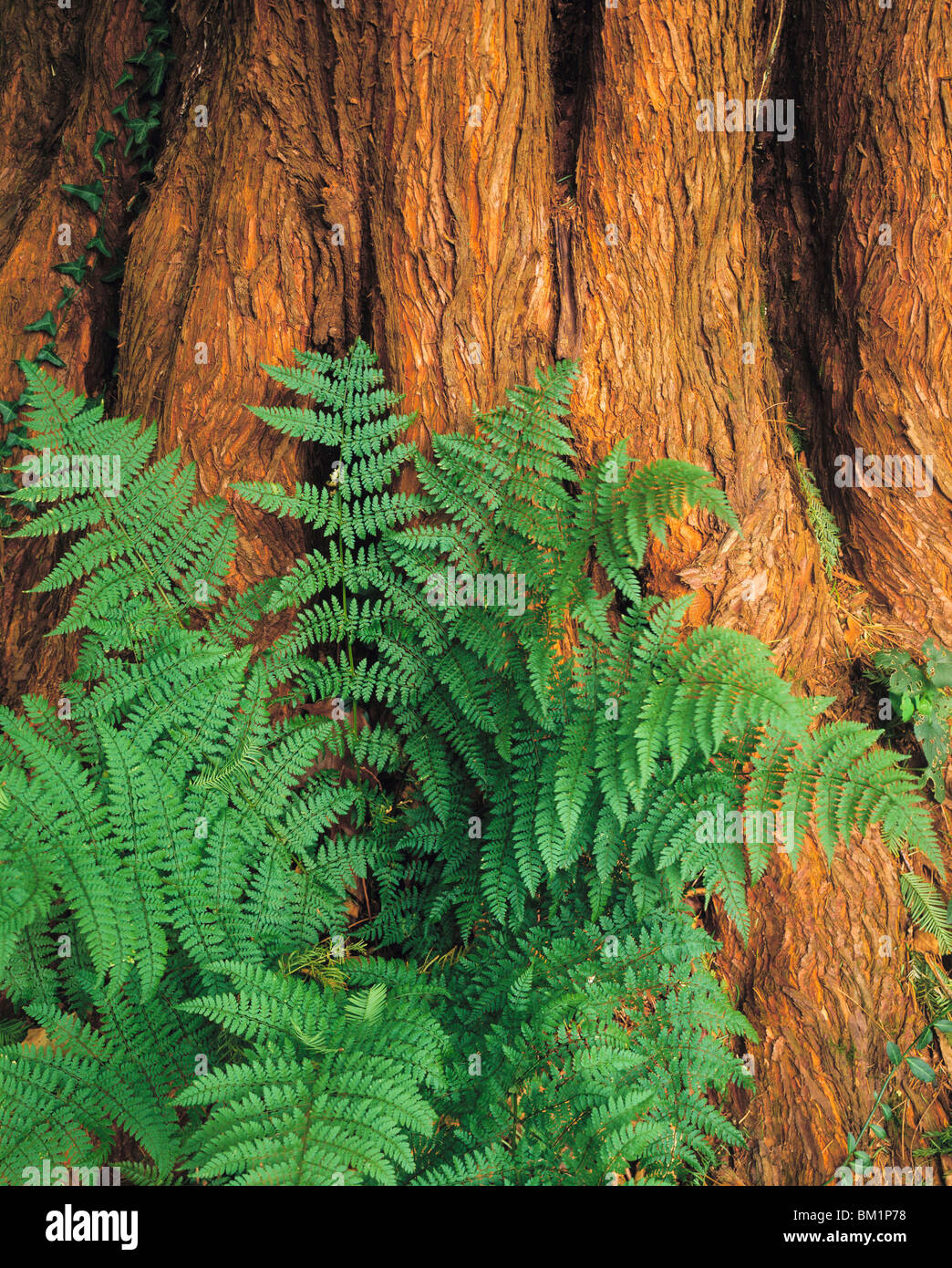 Buck leonard hi-res stock photography and images - Alamy