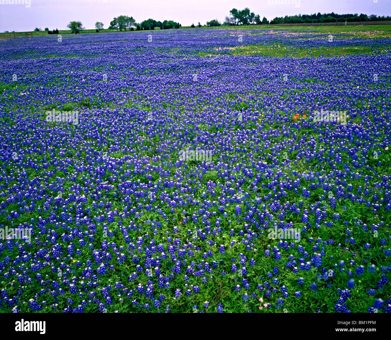 Texas Bluebonnets  Lyndon B Johnson State Park  Historic Site  Texas Stock Photo