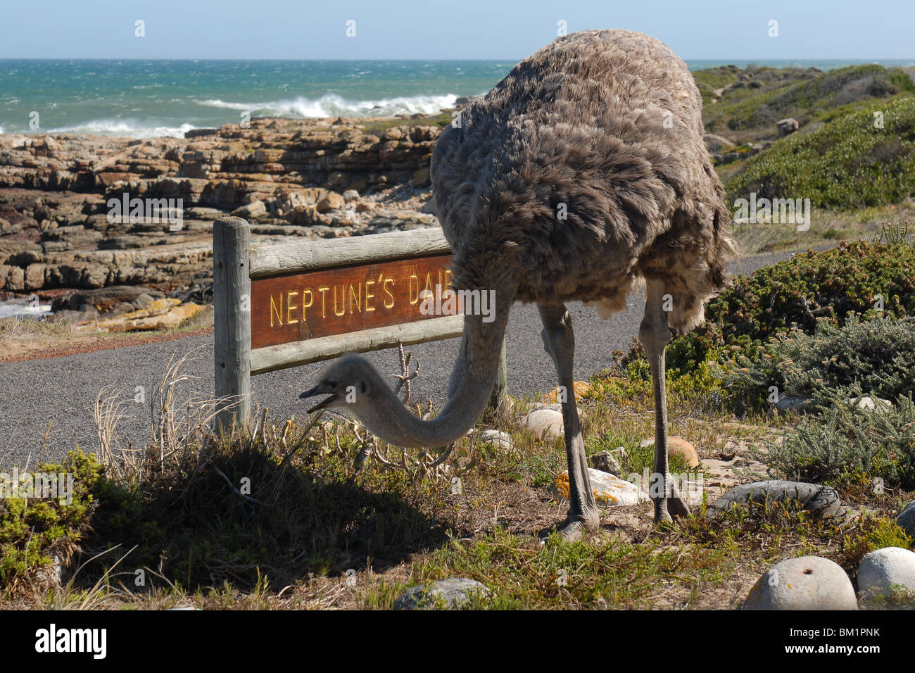 Ostrich Stock Photo
