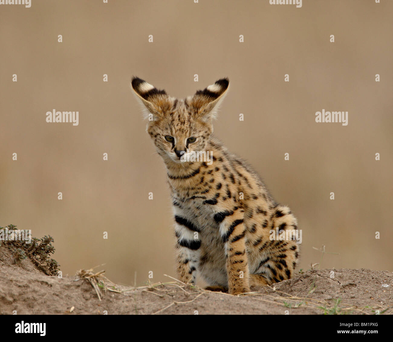 Serval (Felis serval) cub on termite mound showing the back of its ears, Masai Mara National Reserve, Kenya, East Africa, Africa Stock Photo
