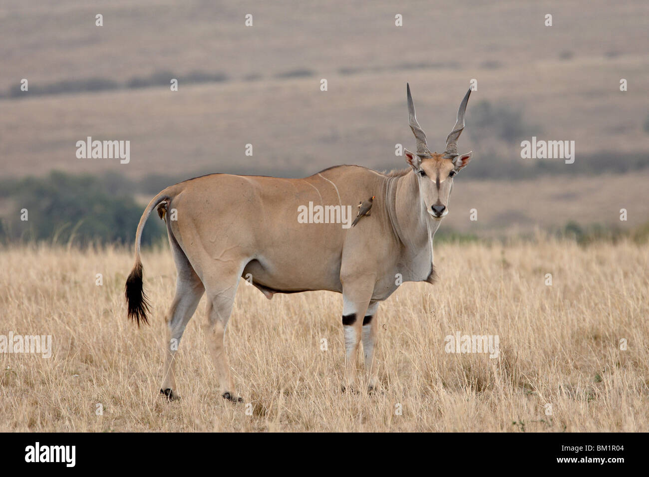 Common eland (Taurotragus oryx) with red-billed oxpecker (Buphagus erythrorhynchus), Masai Mara National Reserve, Kenya, Africa Stock Photo