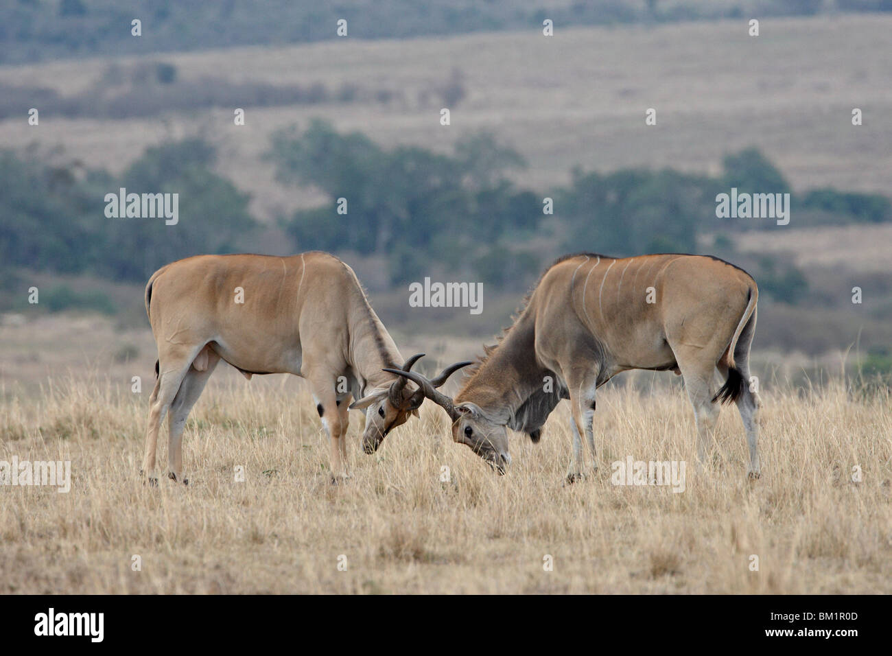 Two male common eland (Taurotragus oryx) sparring, Masai Mara National ...