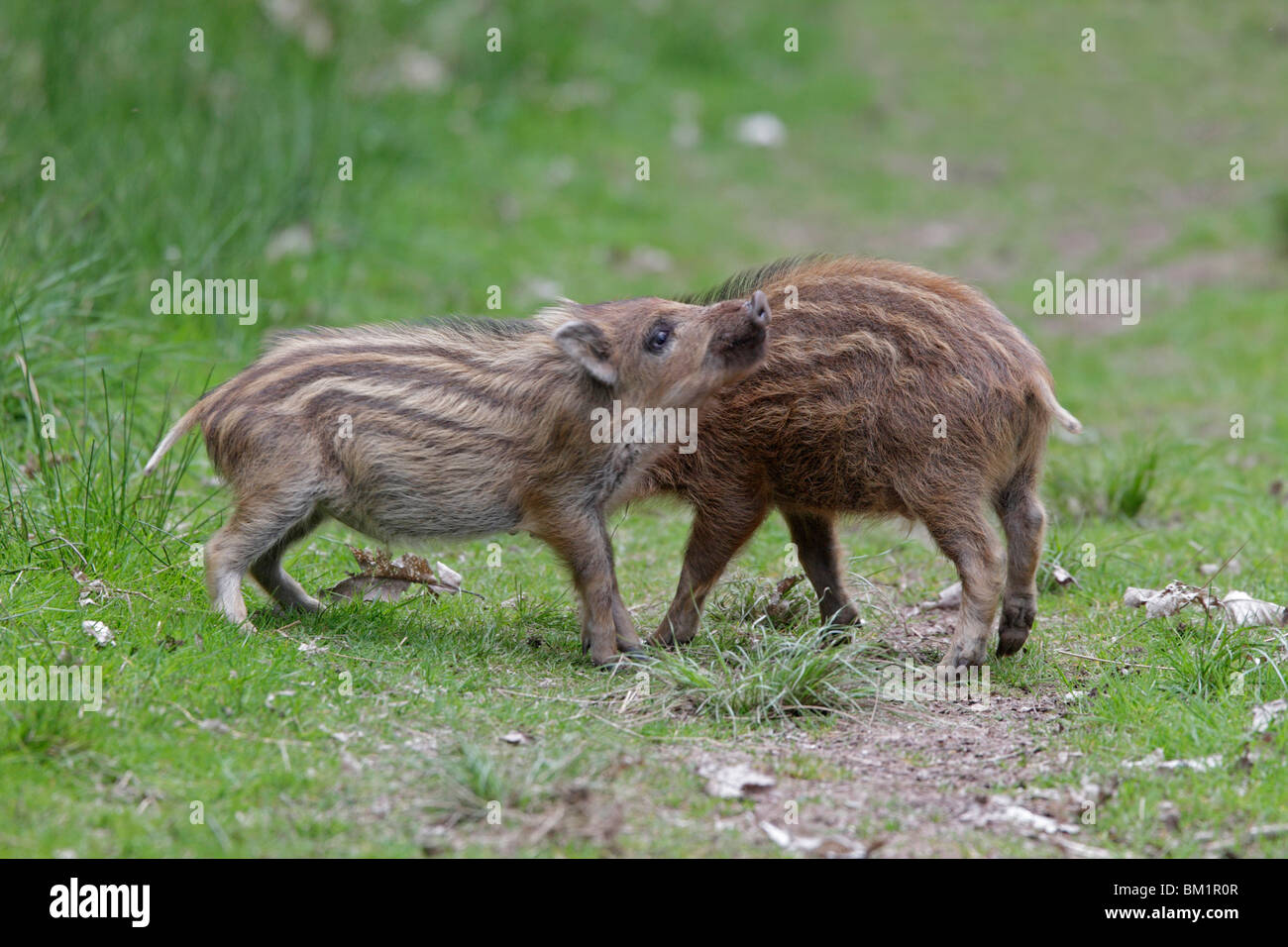 Two Wild Boar piglets in the Forest of Dean Stock Photo