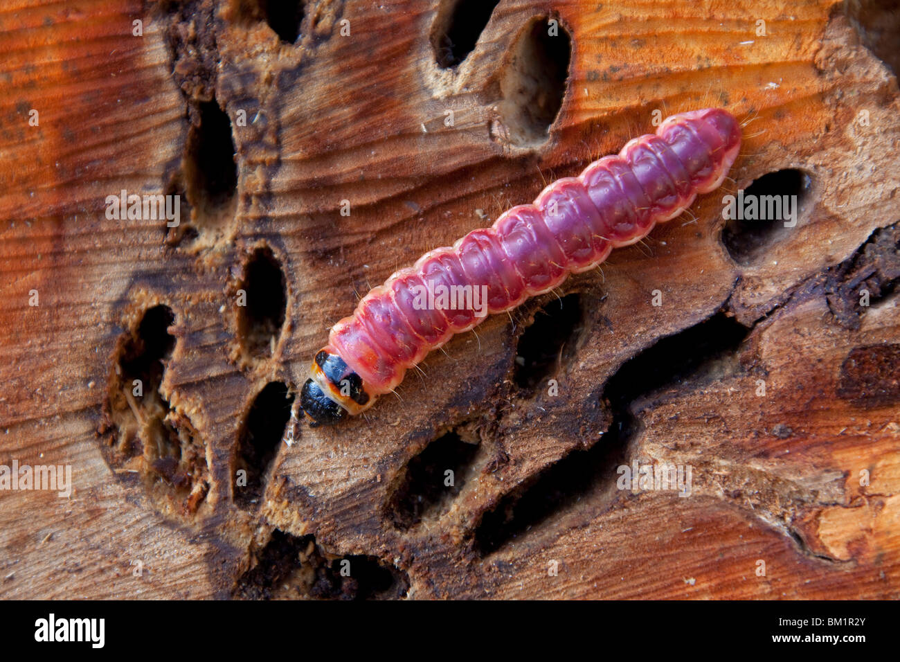 Goat Moth (Cossus cossus) caterpillar in wood, Germany Stock Photo