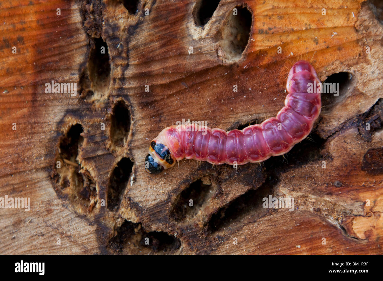 Goat Moth (Cossus cossus) caterpillar in wood, Germany Stock Photo - Alamy