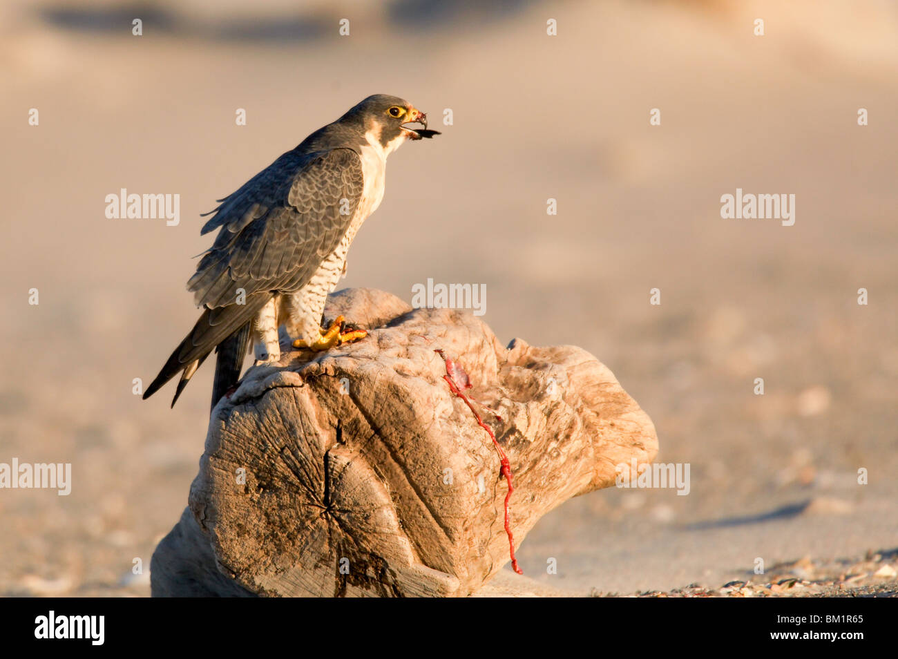 Adult Peregrine Falcon perched on a stump eating a Dovekie at dawn Stock Photo