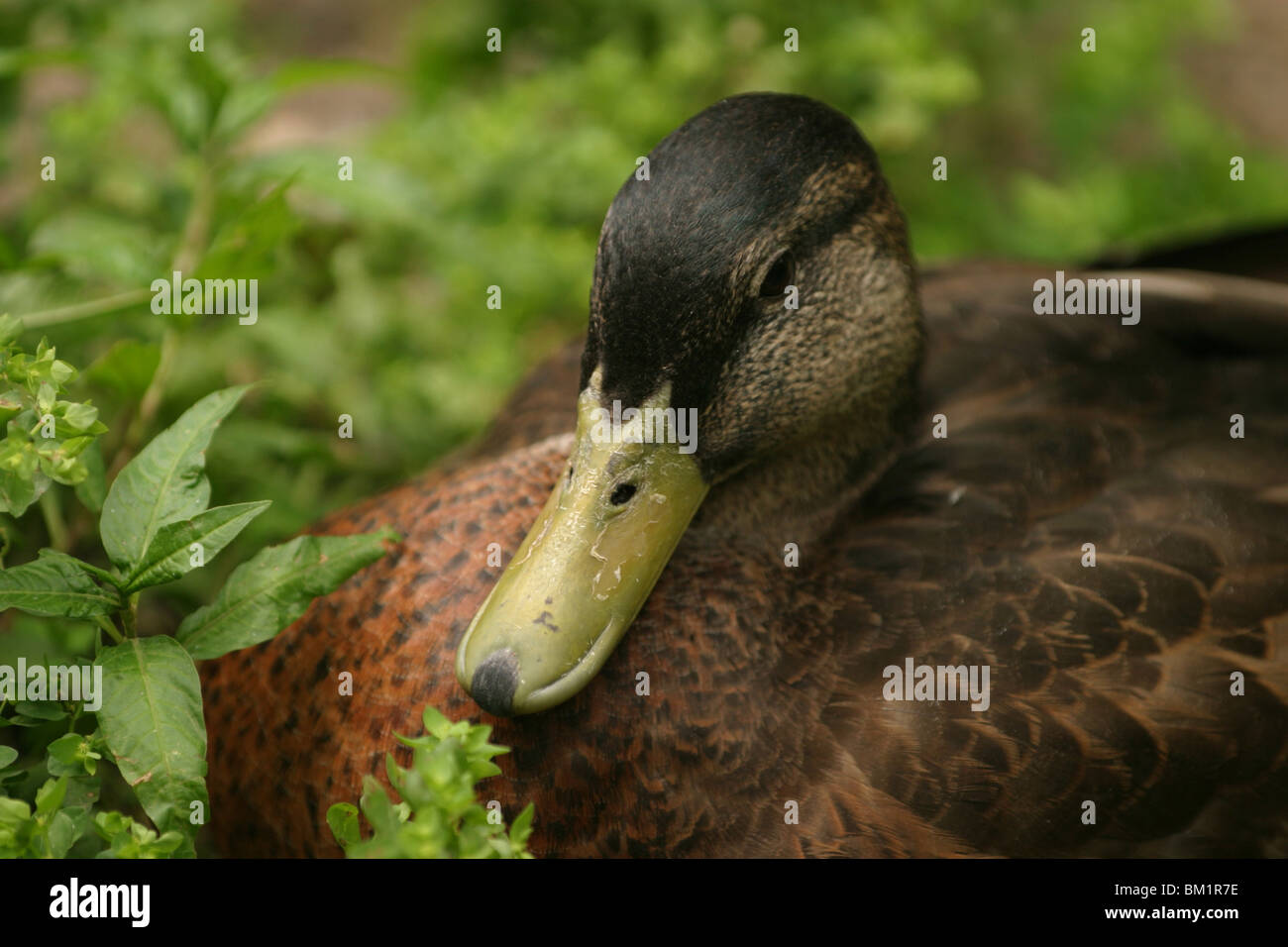 Stockente / wild duck Stock Photo