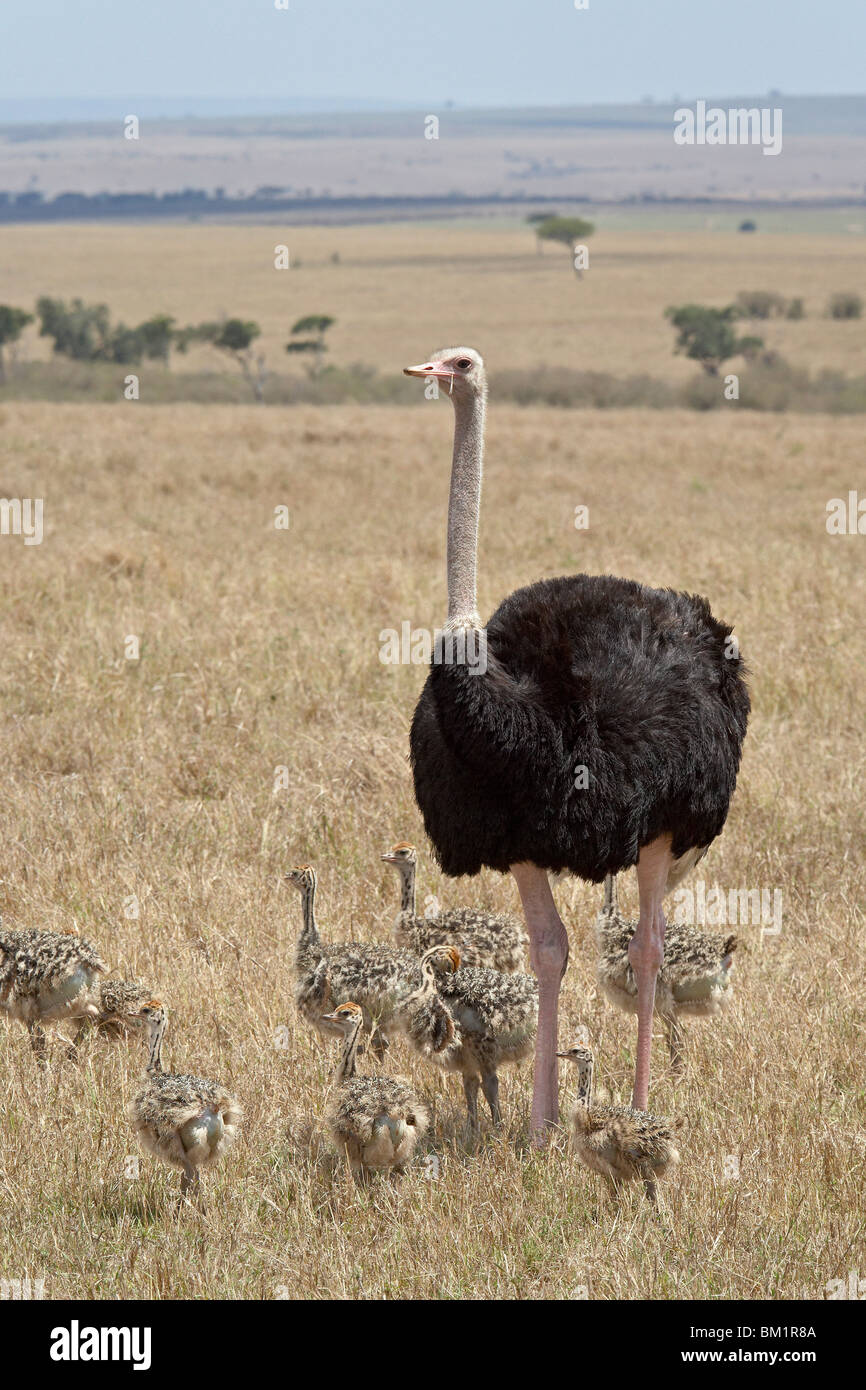 Common ostrich (Struthio camelus) male watching chicks, Masai Mara National Reserve, Kenya, East Africa, Africa Stock Photo