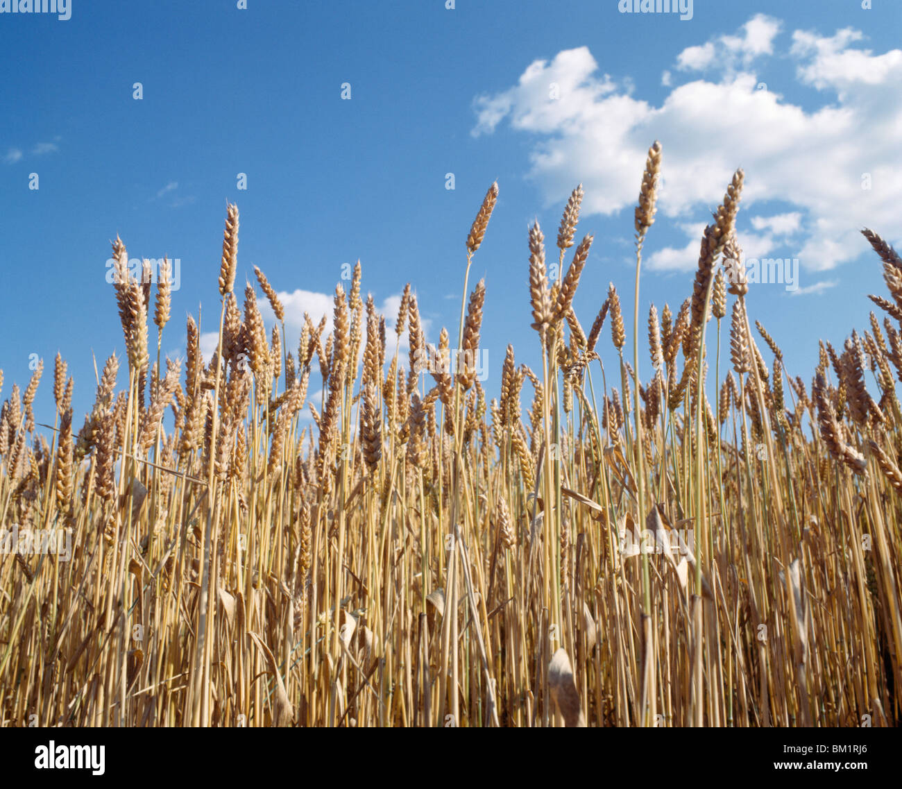 Wheat crop in a field Stock Photo