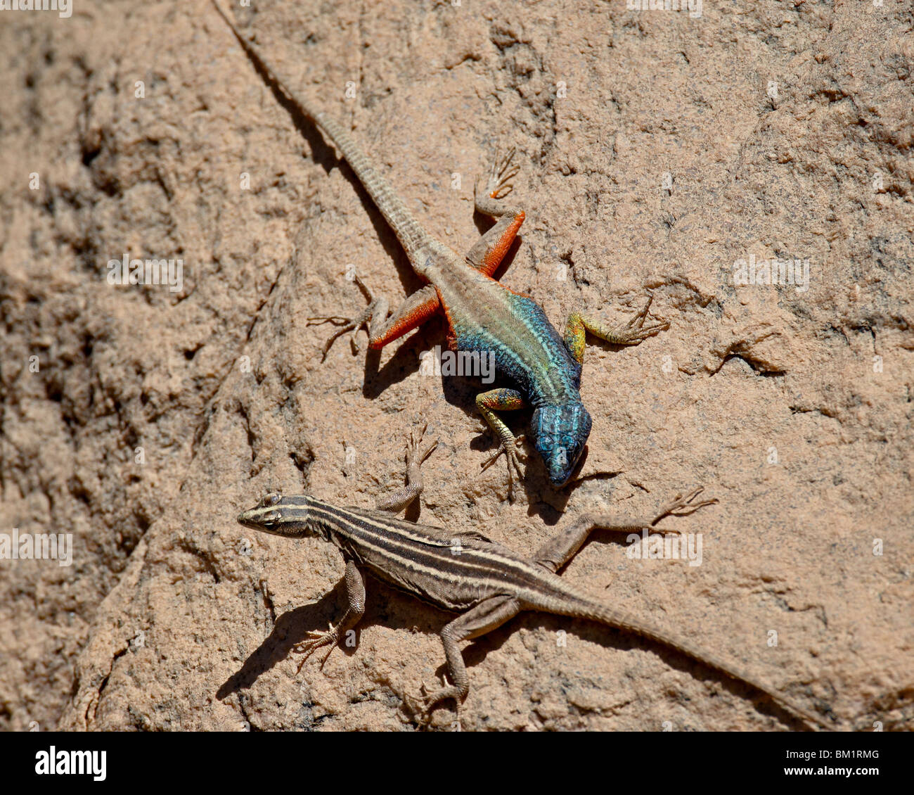 Male and female Augrabies flat lizard (Platysaurus broadleyi), Augrabies Falls National Park, South Africa, Africa Stock Photo