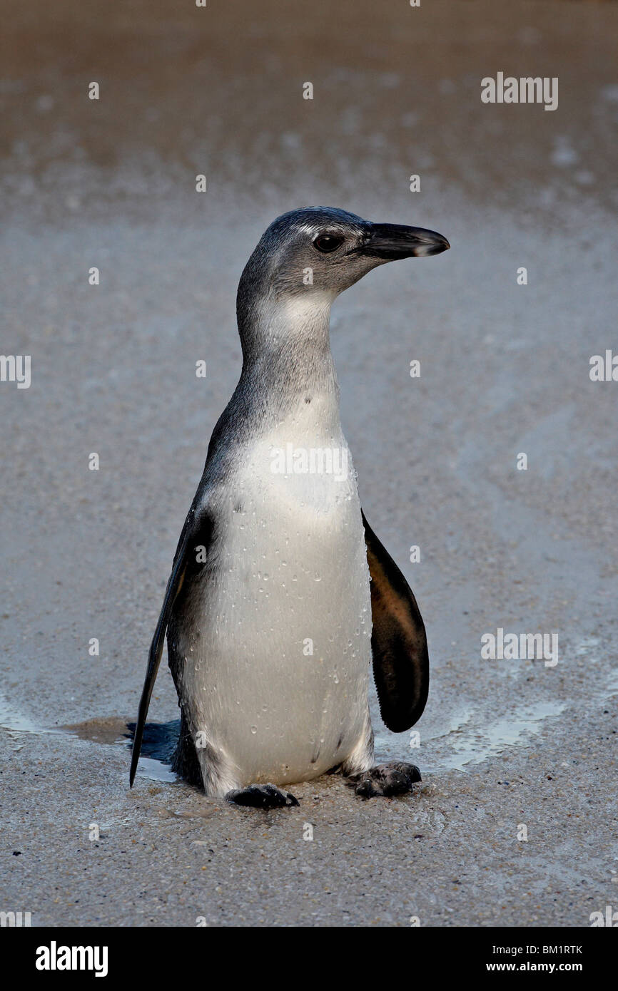Immature African penguin (Spheniscus demersus), Simon's Town, South Africa, Africa Stock Photo
