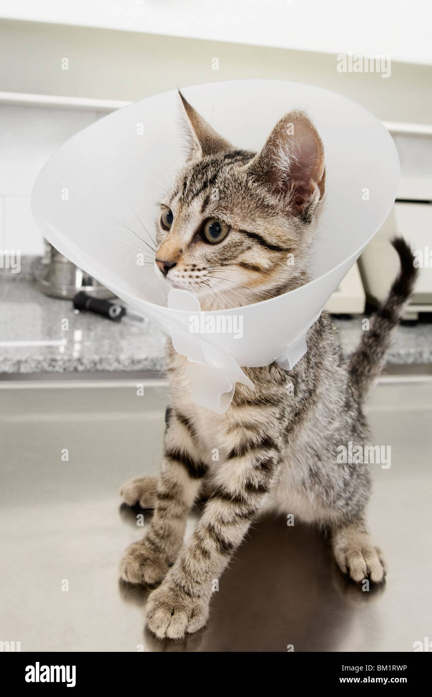 Cat wearing collar hires stock photography and images Alamy
