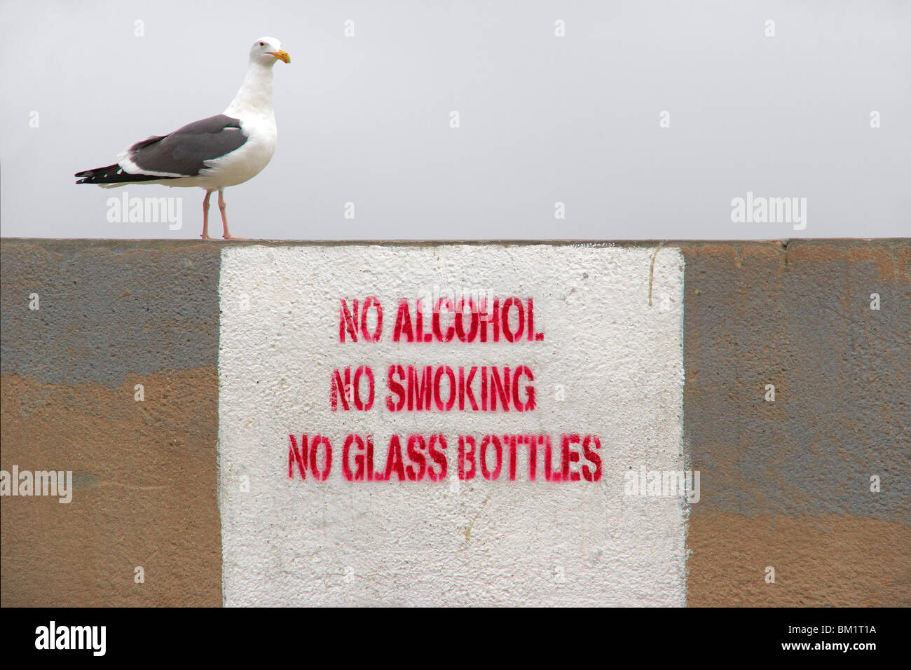 Beach restrictions with seagull Stock Photo