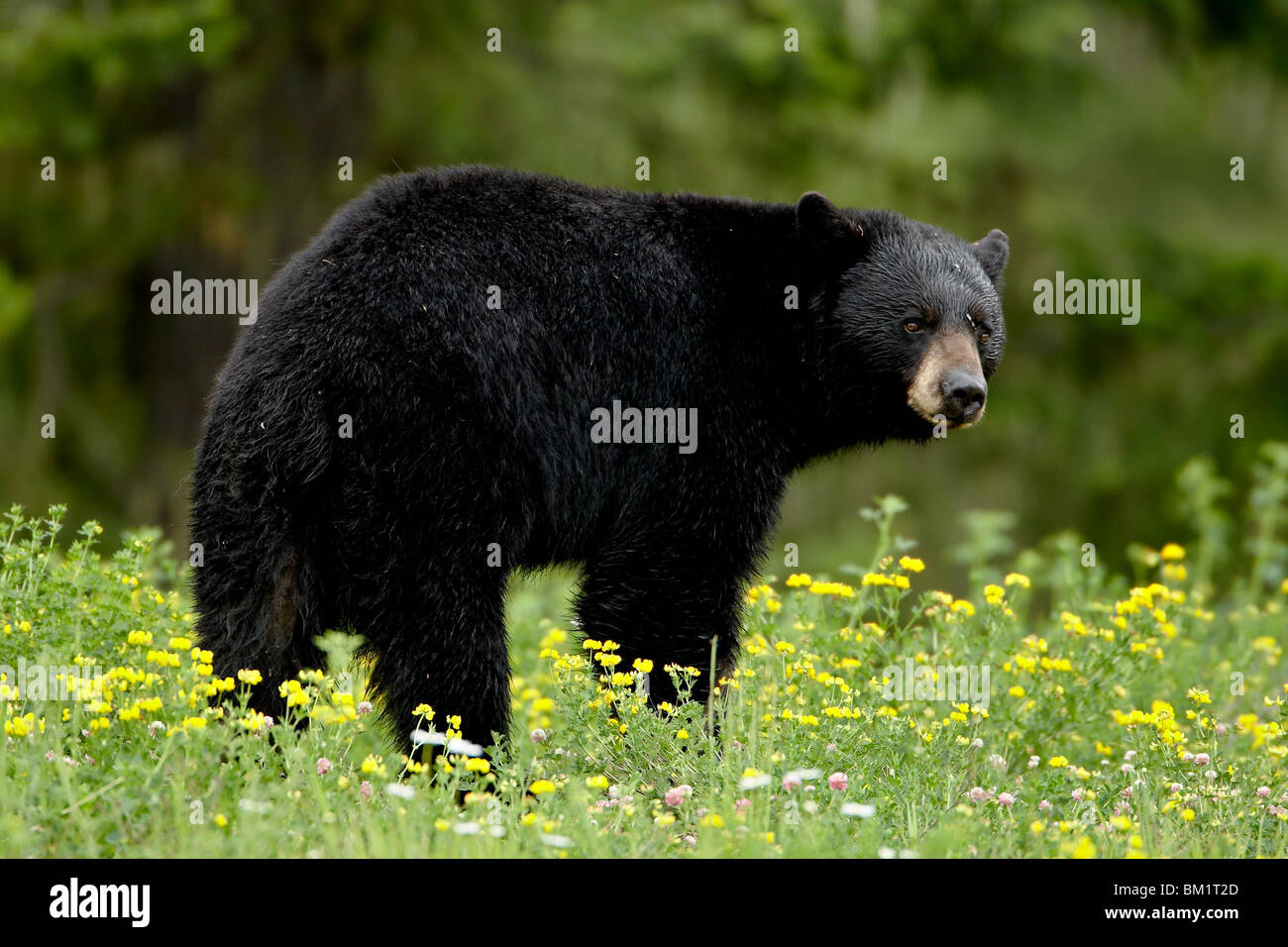 Black bear (Ursus americanus), Manning Provincial Park, British Columbia, Canada, North America Stock Photo