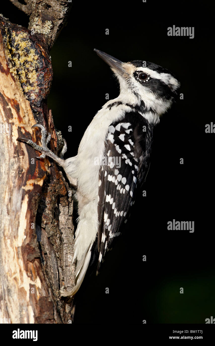 Female hairy woodpecker (Picoides villosus), Wasilla, Alaska, United