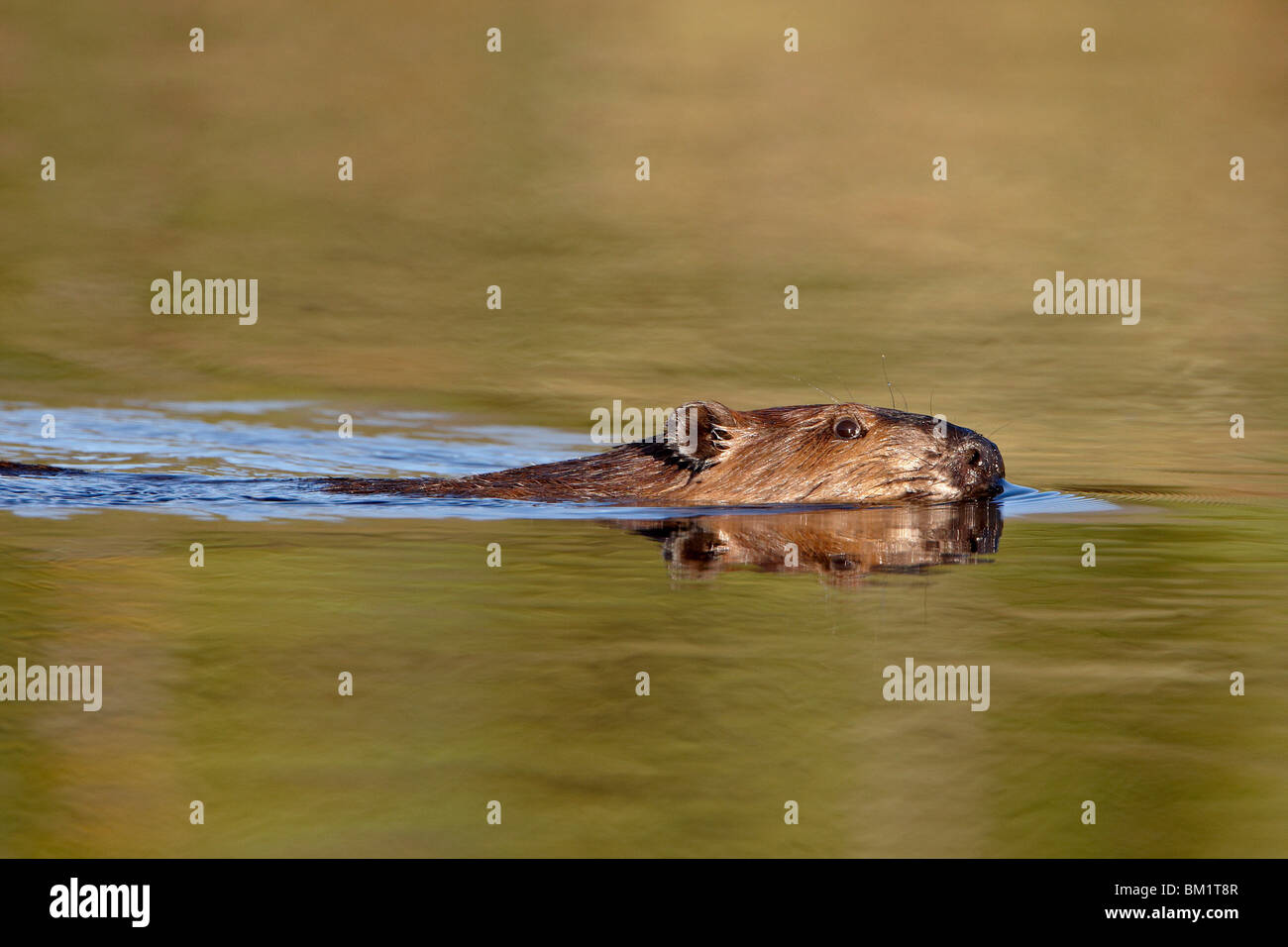 Beaver (Castor canadensis) swimming in a pond, Denali Highway, Alaska, United States of America, North America Stock Photo